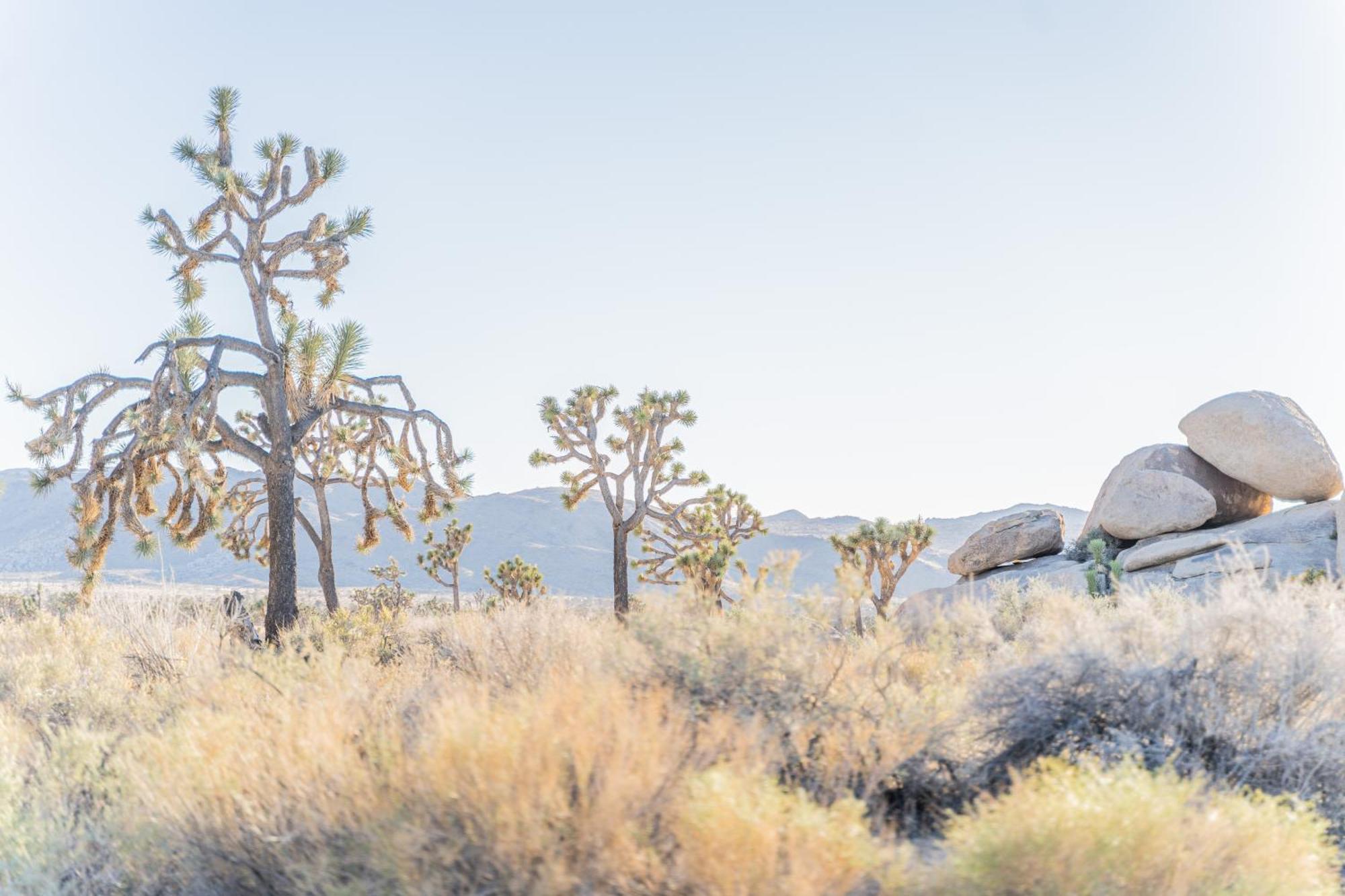 New Property! The Cactus Villas At Joshua Tree National Park - Pool, Hot Tub, Outdoor Shower, Fire Pit 트웬티나인팜스 외부 사진