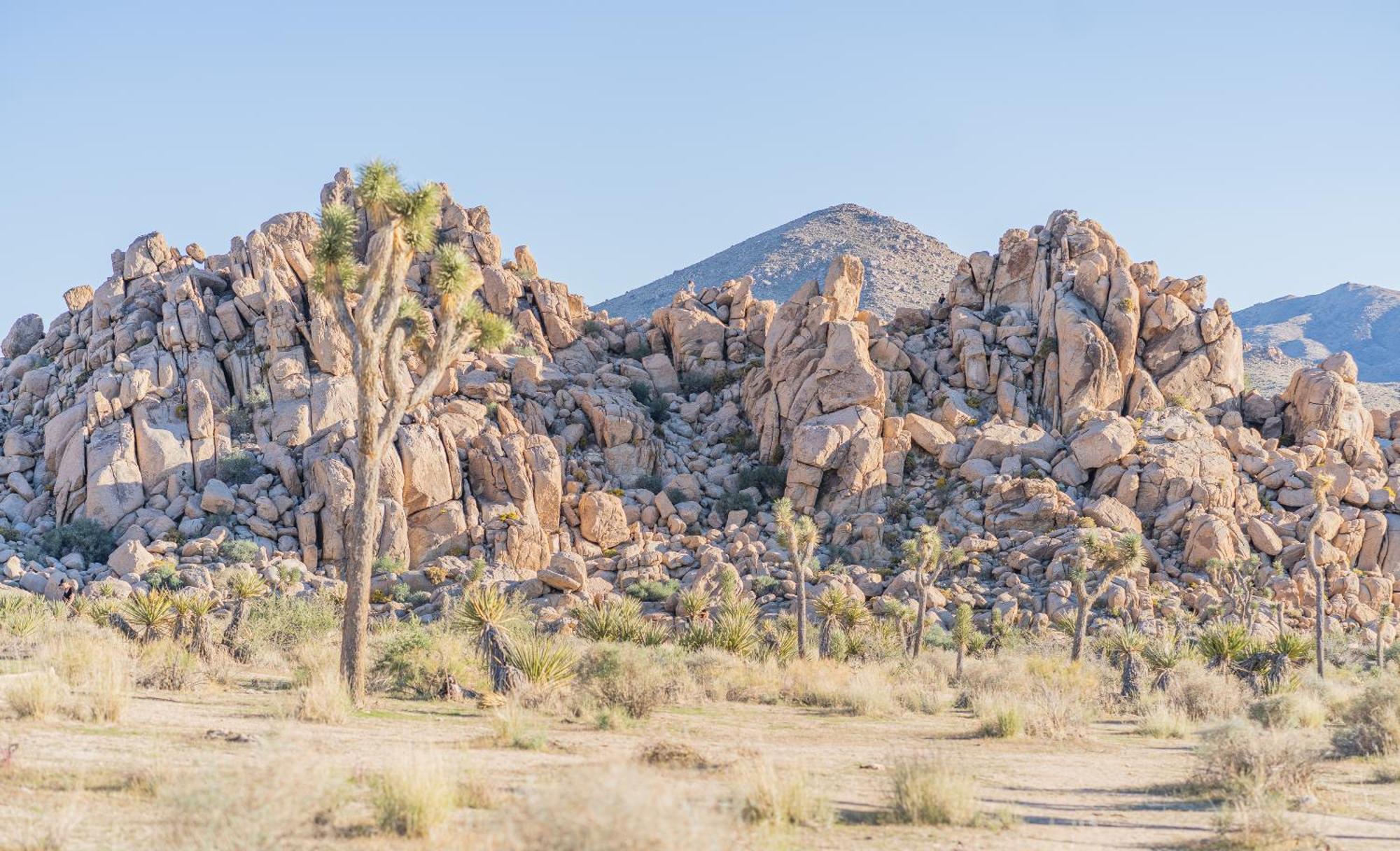 New Property! The Cactus Villas At Joshua Tree National Park - Pool, Hot Tub, Outdoor Shower, Fire Pit 트웬티나인팜스 외부 사진